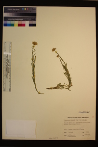 Erigeron breweri image